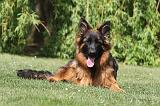 BERGER ALLEMAND 083